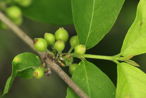 Empogona kirkii subsp. kirkii image