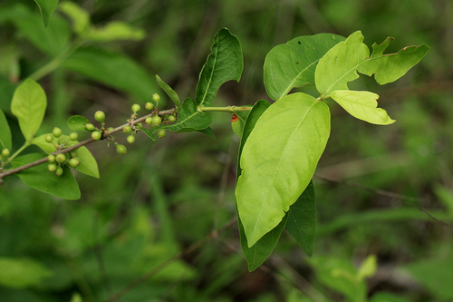 Empogona kirkii subsp. kirkii image