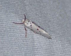 Enaemia basistriga