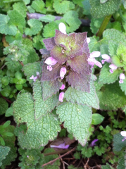Lamium purpureum purpureum