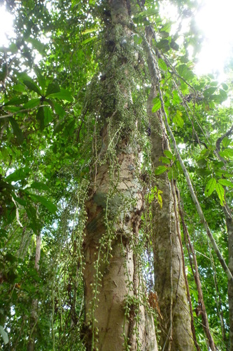 Genus Ryparosa · iNaturalist