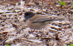 Junco hyemalis