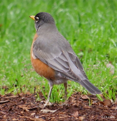 Turdus migratorius