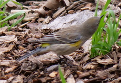 Setophaga coronata