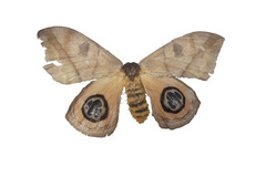 Automeris liberia