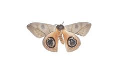Automeris liberia