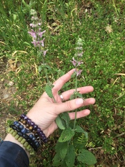 Stachys ajugoides