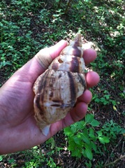 Lissachatina reticulata