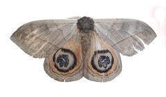 Automeris liberia