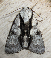 Acronicta funeralis