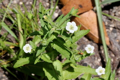 Gratiola pedunculata