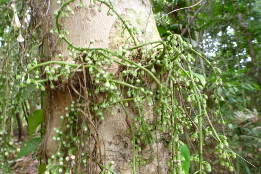 Ryparosa javanica