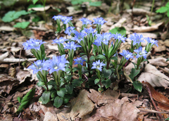 Gentiana zollingeri