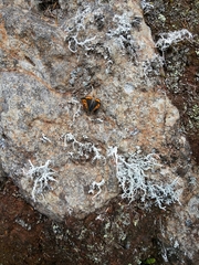 Lycaena phlaeas phlaeoides