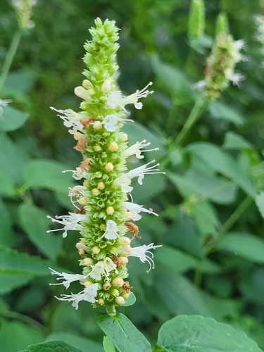 Agastache scrophulariifolia