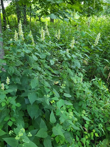 Agastache scrophulariifolia