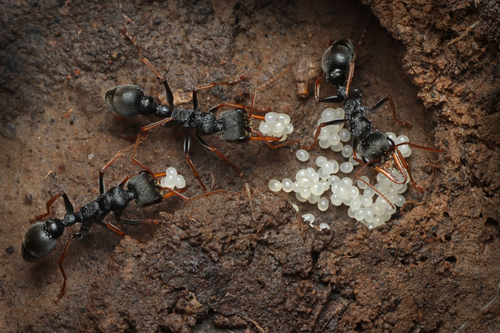 Jack Jumper Ant photo 3