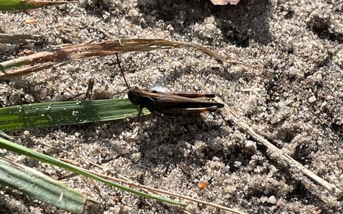Woodland Grasshopper, District 00, Rozendaal, Gelderland, NL, photo 9 of 10