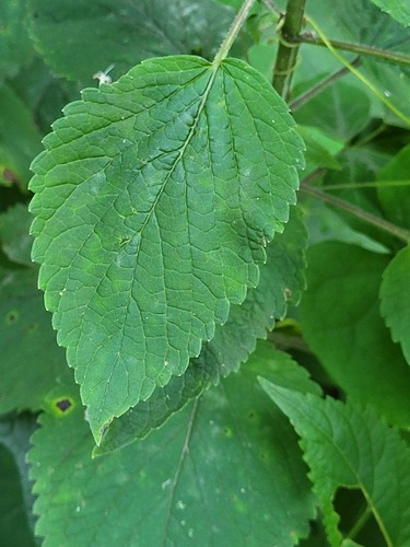 Agastache scrophulariifolia