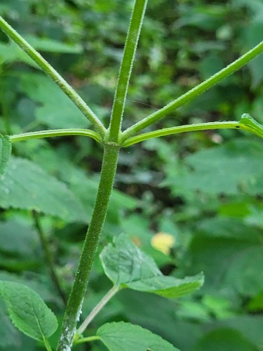 Agastache scrophulariifolia