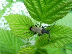 Trigonarthris