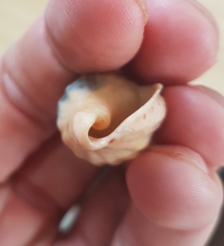 Lyria mitraeformis