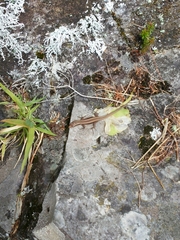 Teira dugesii dugesii