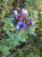 Gentiana scabra