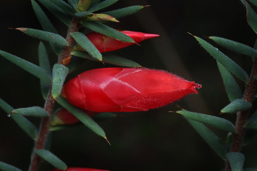 Stenanthera conostephioides Sond.