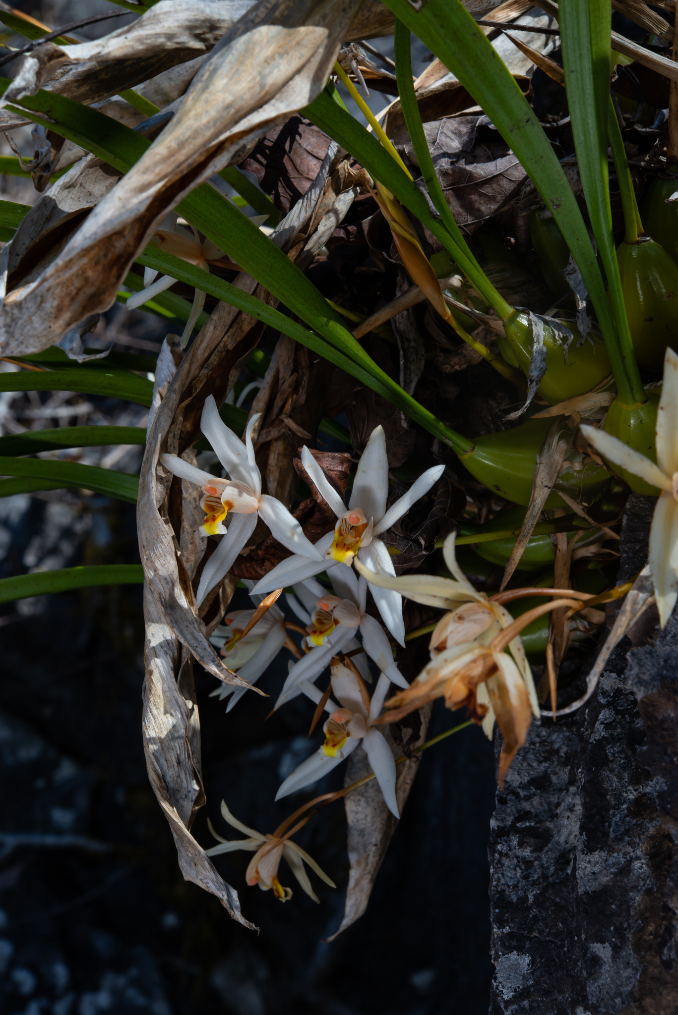 Imagem de Orquídea-cabeluda