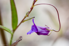 Neogaerrhinum strictum