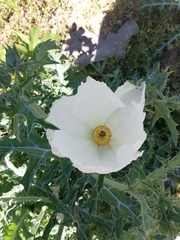 Argemone grandiflora