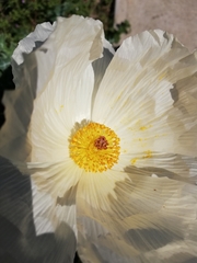 Argemone grandiflora