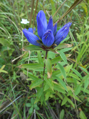 Gentiana triflora