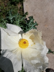 Argemone grandiflora