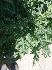 Argemone grandiflora