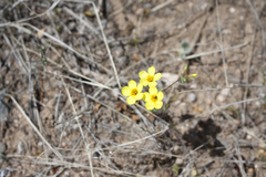 Leptosiphon chrysanthus