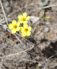 Leptosiphon chrysanthus