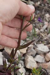 Neogaerrhinum strictum