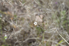 Gilia stellata