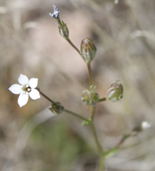 Gilia stellata