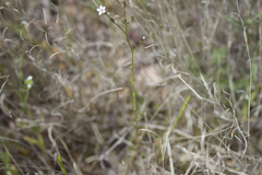 Gilia stellata