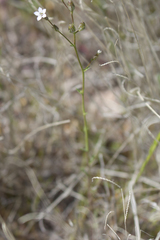 Gilia stellata
