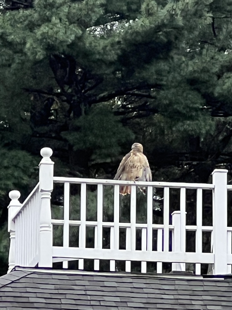 Eastern Redtailed Hawk from Ridgeway Rd, North Reading, MA, US on