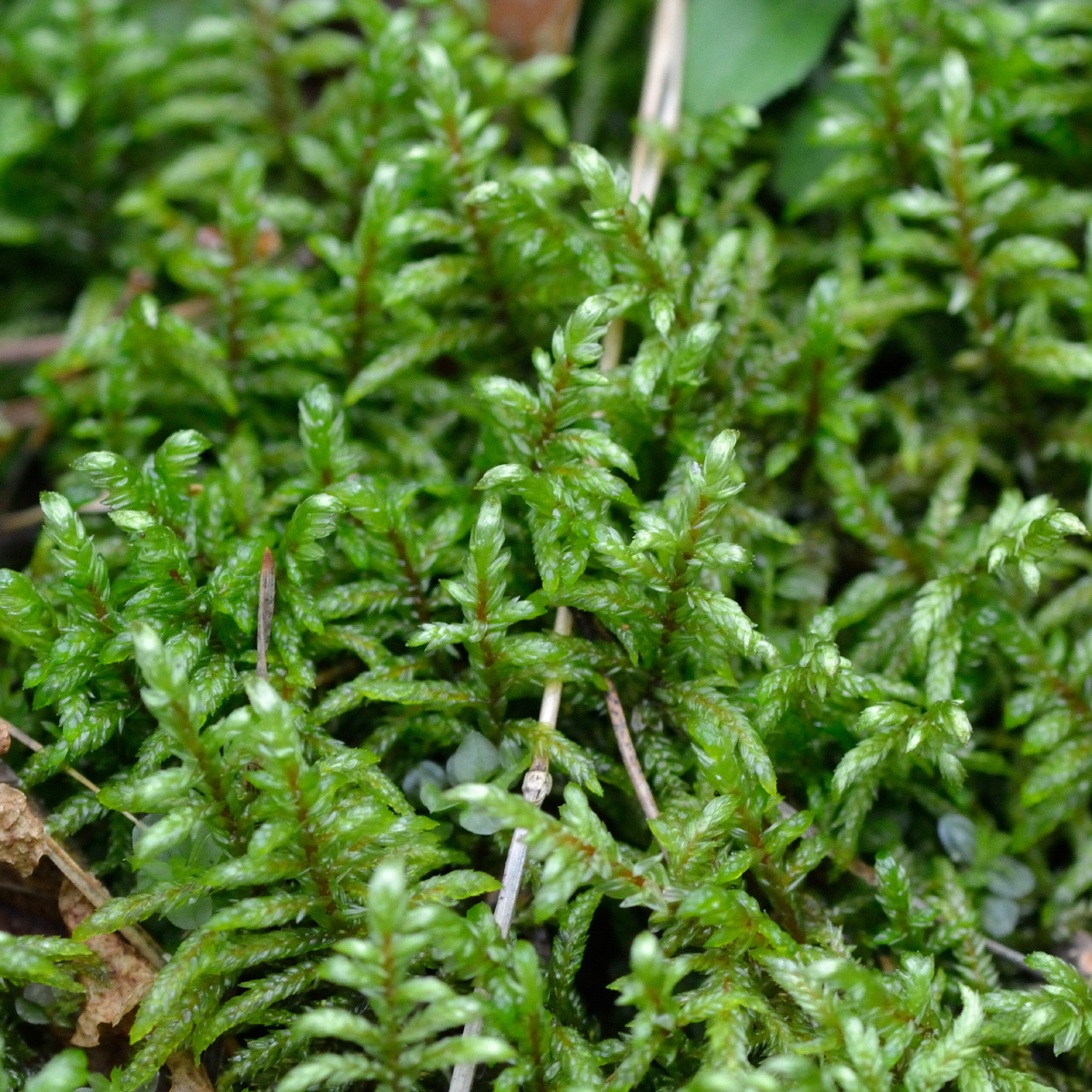Pleurozium schreberi