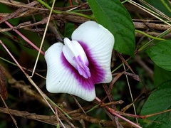 Centrosema macrocarpum