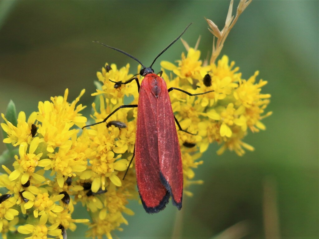 Lycomorpha grotei