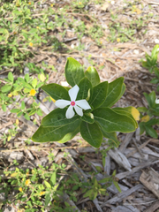 Catharanthus roseus image