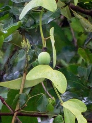 Passiflora biflora
