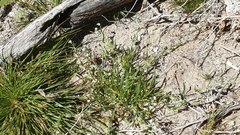 Pectocarya platycarpa